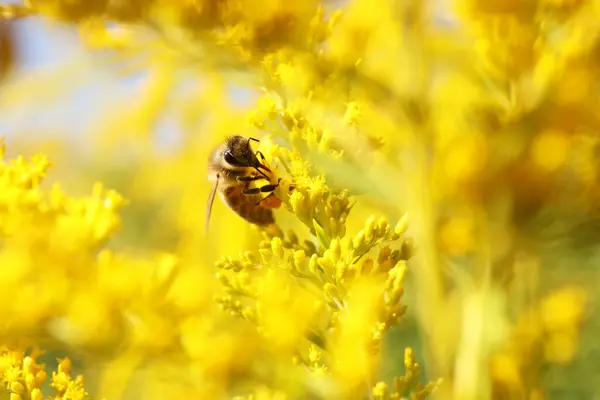 Včely Sbírající Nektar Žlutých Květin Venku Detailní Záběr — Stock fotografie