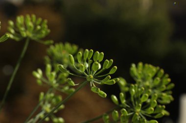 Taze yeşil dereotu çiçekleri bulanık arkaplanda, yakın plan