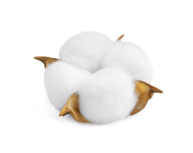 Yumuşak bir pamuk çiçeği beyaz üzerine izole edilmiş