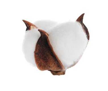 Güzel pofuduk pamuk çiçeği bembeyaz