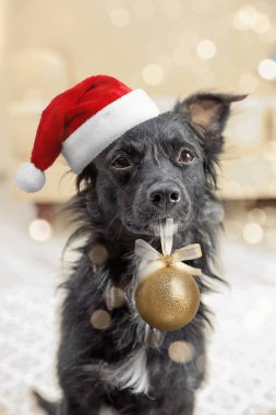 Noel Baba şapkalı sevimli köpek bulanık arka planda altın Noel balosu tutuyor.