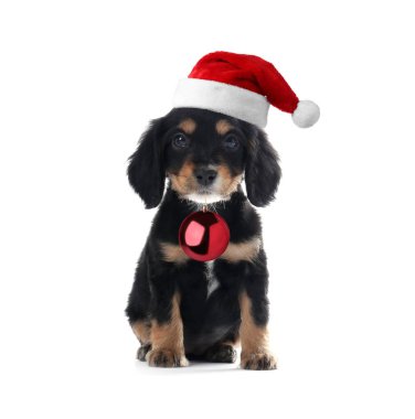Noel Baba şapkalı sevimli köpek yavrusu elinde kırmızı Noel topu beyaz üzerinde izole edilmiş.