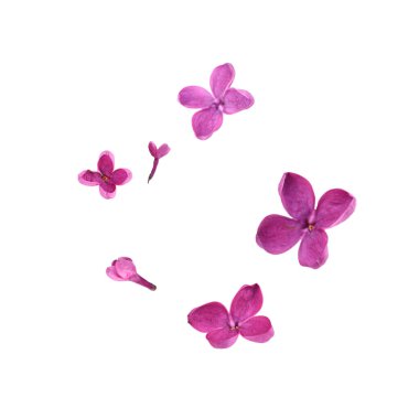 Beautiful lilac flowers falling on white background