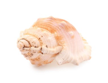 Güzel deniz kabuğu beyazda izole edilmiş. Plaj nesnesi
