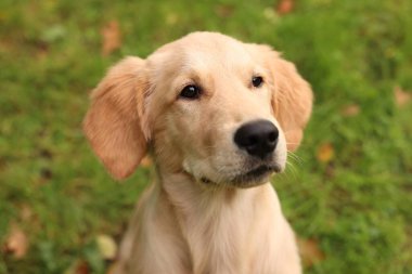 Yeşil çimlerin üzerinde şirin Labrador Retriever köpeği.