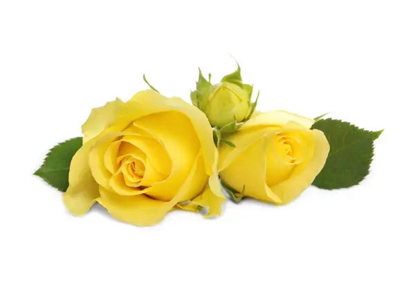 Gyönyörű Friss Sárga Rózsák Fehér Alapon Izolált Levelekkel — Stock Fotó