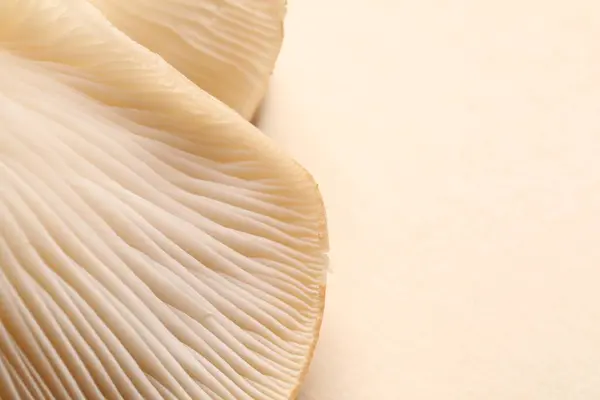 stock image Fresh oyster mushrooms on beige background, macro view. Space for text