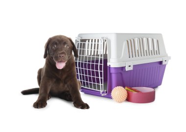 Tatlı çikolatalı Labrador Retriever köpeği, hayvan taşıyıcısı, şekerli kase ve beyaz arka planda oyuncak.