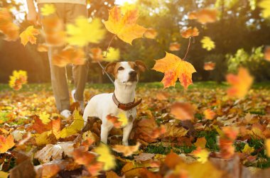 Jack Russell Terrier köpekli adam parktaki yaprakların altında, yakın plan. Sonbahar yürüyüşü