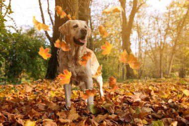 Tatlı Labrador Retriever köpeği parkta yaprakların altında, mesaj için yer var. Sonbahar yürüyüşü