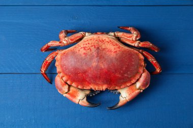 Mavi ahşap masada nefis haşlanmış yengeç, üst manzara.