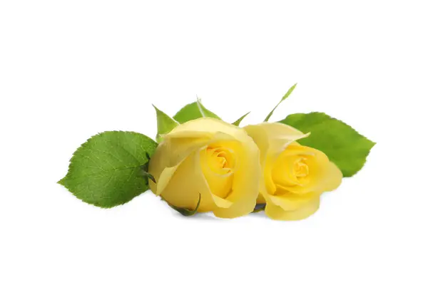 Gyönyörű Friss Sárga Rózsák Fehér Alapon Izolált Levelekkel — Stock Fotó