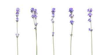 Güzel lavanta çiçekleri beyazlar üzerinde izole edilmiş.