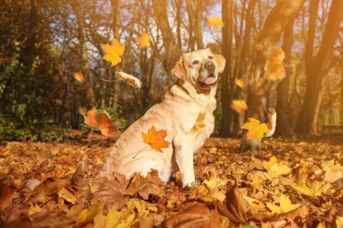 Tatlı Labrador Retriever köpeği parkta yaprak döküyor. Sonbahar yürüyüşü