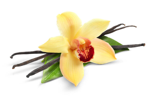 Ванильные стручки, зеленые листья и желтый цветок изолированы на белом