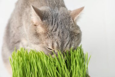 Beyaz arka planda şirin kedi ve taze yeşil çimen, yakın plan.