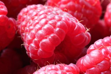 Many fresh ripe raspberries as background, closeup