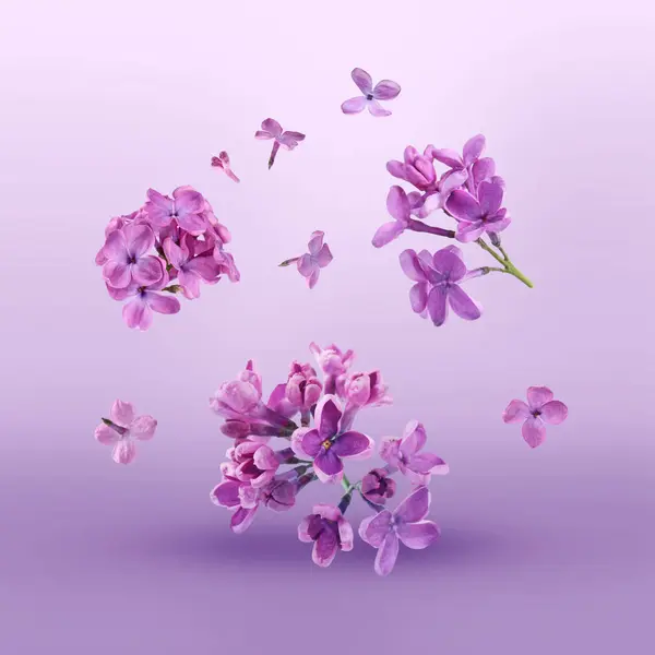 Beautiful Lilac Flowers Falling Violet Background — 스톡 사진