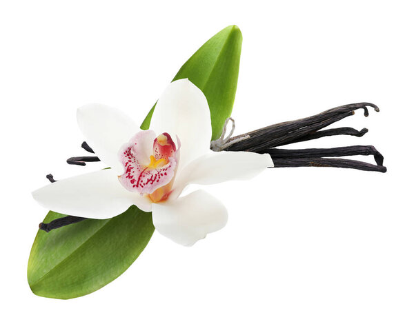 Ванильные стручки, зеленые листья и цветок изолированы на белом