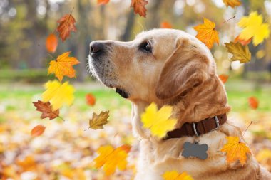 Tatlı Labrador Retriever köpeği parkta yaprak döküyor. Sonbahar yürüyüşü