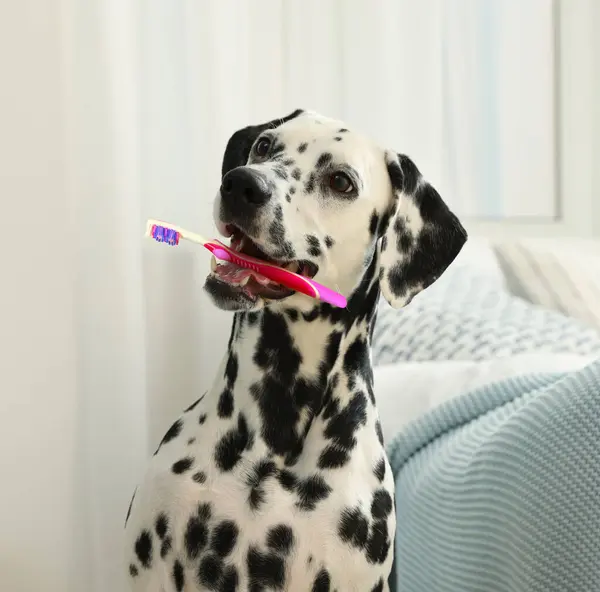 Cute dog with toothbrush in mouth at home. Animal oral hygiene