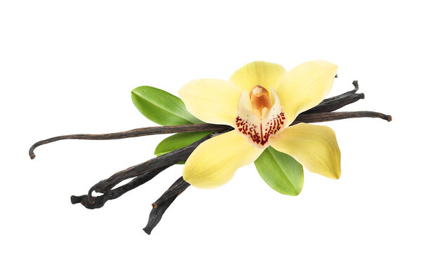 Ванильные стручки, зеленые листья и желтый цветок изолированы на белом