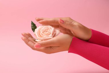 Pembe arka planda güzel bir gül tutan kadın, yakın plan.
