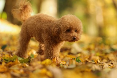 Güzel sonbahar parkında sevimli Maltipoo köpeği.