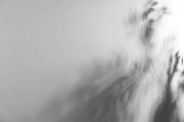 Işık duvarına düşen bitkinin gölgesi, metin için boşluk