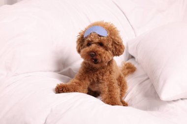 Yumuşak yatakta dinlenen uyku maskeli sevimli Maltipoo köpeği.