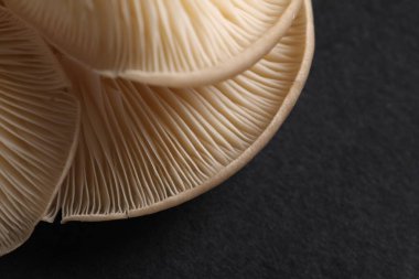 Siyah arka planda taze istiridye mantarları, makro görünüm.