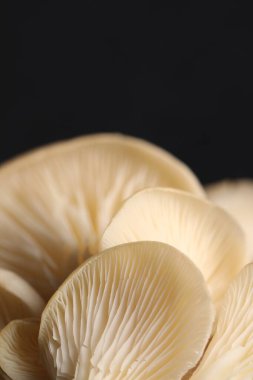 Siyah arka planda taze istiridye mantarları, makro görünüm.