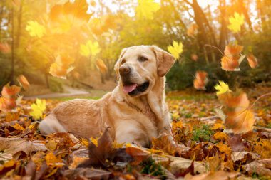 Tatlı Labrador Retriever köpeği parkta yaprak döküyor. Sonbahar yürüyüşü