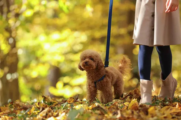 Girl with cute Maltipoo dog on leash walking in autumn park, closeup. Space for text