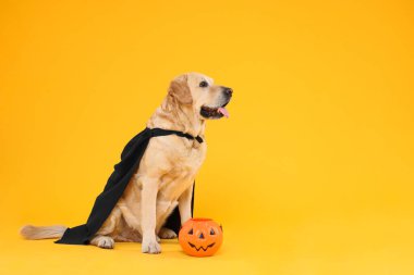 Siyah pelerinli şirin Labrador Retriever köpeği ve turuncu arka planda Cadılar Bayramı kovası. Metin için boşluk