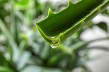 Yapraktan damlayan aloe vera jeli bulanık arka planda, yakın plan. Metin için boşluk