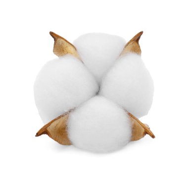 Güzel pofuduk pamuk çiçeği bembeyaz