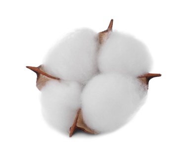 Güzel pofuduk pamuk çiçeği bembeyaz