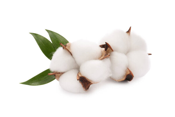 Beautiful fluffy cotton flowers isolated on white