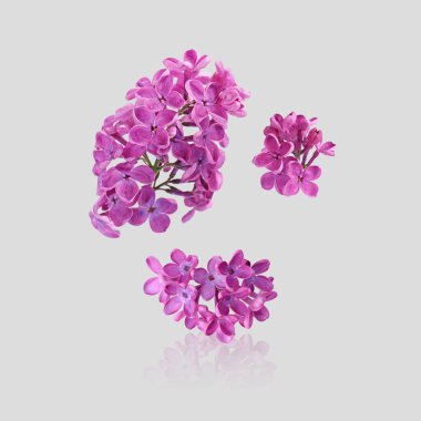 Açık gri arkaplana düşen güzel leylak çiçekleri