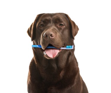 Ağızda diş fırçası olan şirin köpek beyaza izole edilmiş. Hayvan ağız temizliği.