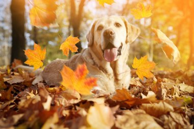 Tatlı Labrador Retriever köpeği parkta yaprak döküyor. Sonbahar yürüyüşü