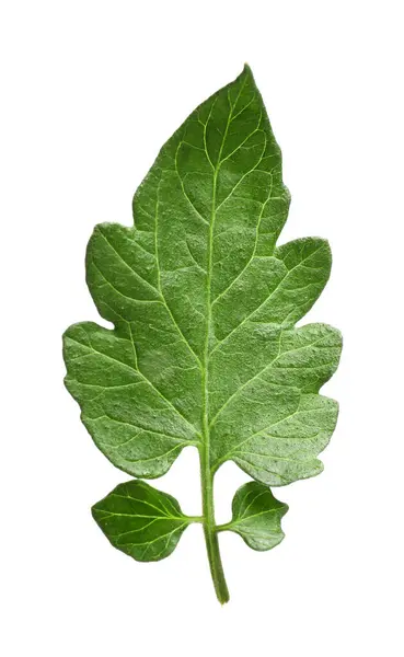 Zöld Levél Paradicsom Növény Elszigetelt Fehér — Stock Fotó