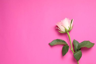 Pembe arka planda güzel bir gül, üst manzara. Metin için boşluk