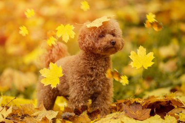 Parkta düşen yaprakların altındaki sevimli Maltipoo köpeği. Sonbahar yürüyüşü