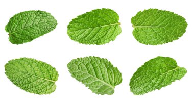 Birçok taze nane yaprağı beyaz üzerine izole edilmiş.