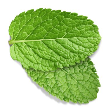 Taze yeşil nane yaprakları beyazda izole.