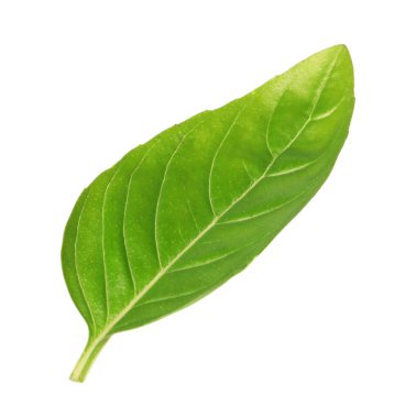 Bir yeşil fesleğen yaprağı beyaza izole edilmiş