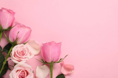 Pembe arka planda güzel güller ve yapraklar, üst manzara. Metin için boşluk