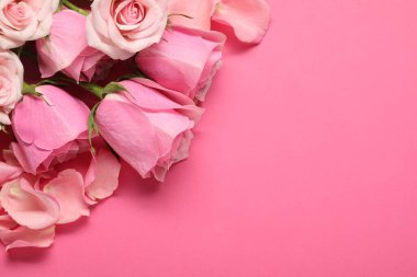 Pembe arka planda güzel güller ve yapraklar, üst manzara. Metin için boşluk